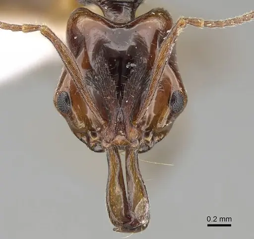 Anochetus paripungens specimen CASENT0746783 image casent0746783_2