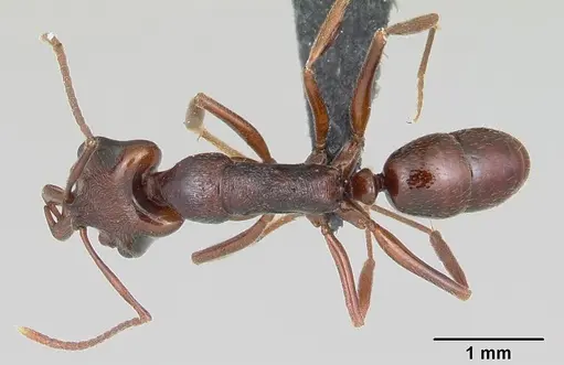 Anochetus pattersoni specimen CASENT0068352 image casent0068352_1