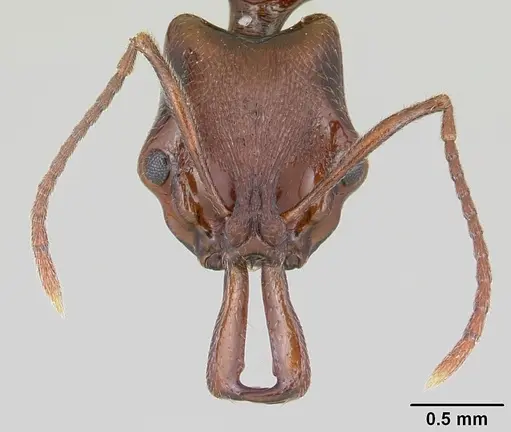 Anochetus pattersoni specimen CASENT0068352 image casent0068352_2