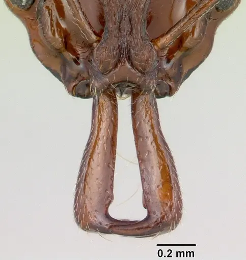 Anochetus pattersoni specimen CASENT0068352 image casent0068352_3