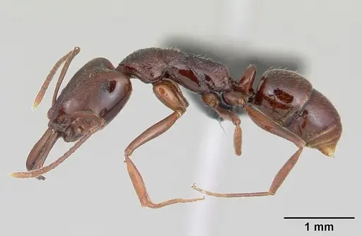 Anochetus pattersoni specimen CASENT0068352 image casent0068352_4