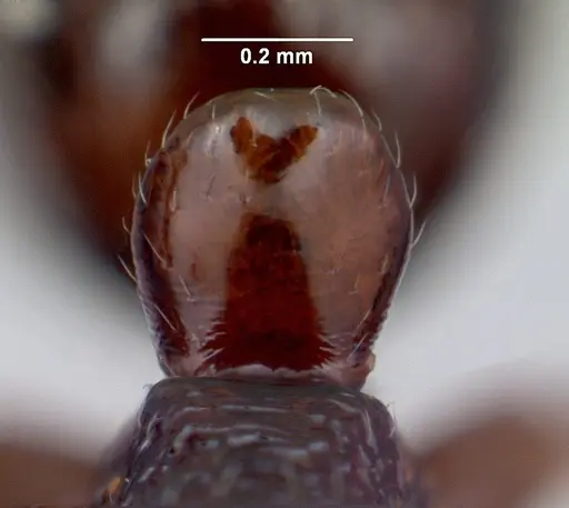 Anochetus pattersoni specimen CASENT0068352 image casent0068352_5