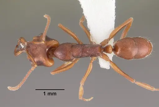 Anochetus pattersoni specimen CASENT0102280 image casent0102280_1