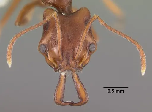 Anochetus pattersoni specimen CASENT0102280 image casent0102280_2
