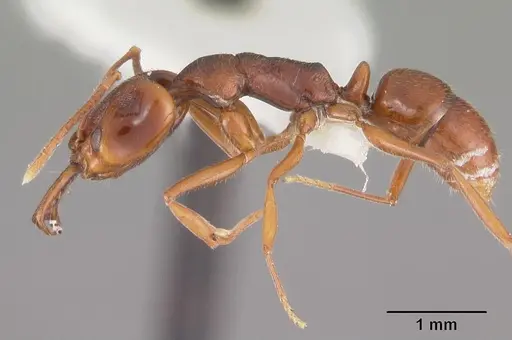 Anochetus pattersoni specimen CASENT0102280 image casent0102280_3