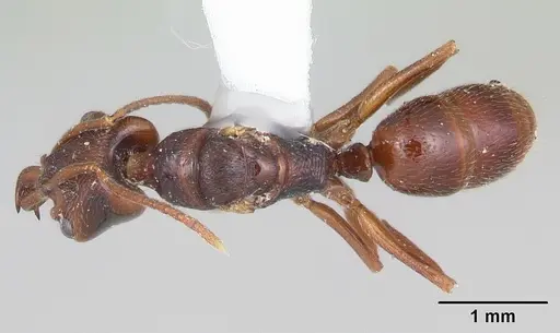 Anochetus pattersoni specimen CASENT0103343 image casent0103343_1
