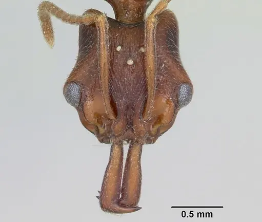 Anochetus pattersoni specimen CASENT0103343 image casent0103343_2