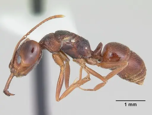 Anochetus pattersoni specimen CASENT0103343 image casent0103343_3
