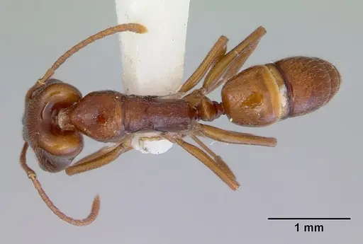 Anochetus pattersoni specimen CASENT0172374 image casent0172374_1