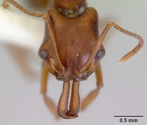 Anochetus pattersoni specimen CASENT0172374 image casent0172374_2