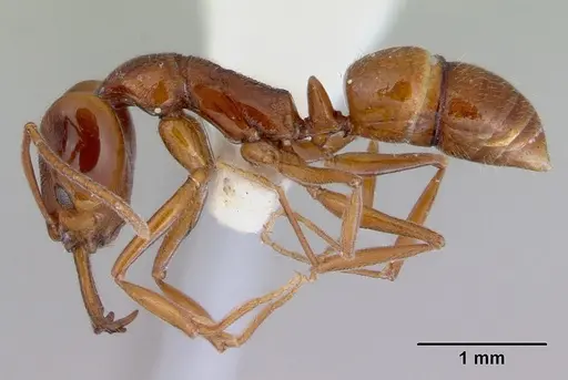 Anochetus pattersoni specimen CASENT0172374 image casent0172374_3