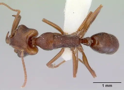 Anochetus pattersoni specimen CASENT0172375 image casent0172375_1