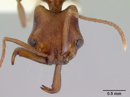 Anochetus pattersoni specimen CASENT0172375 image casent0172375_2