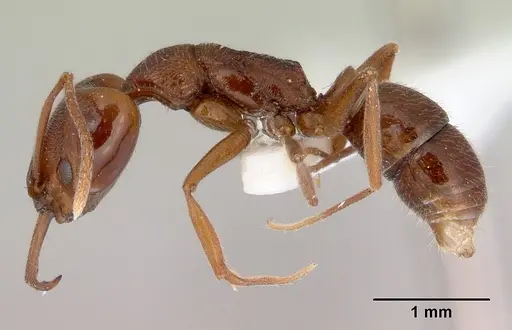 Anochetus pattersoni specimen CASENT0172375 image casent0172375_3