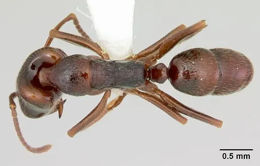 Anochetus pattersoni specimen CASENT0172609 image casent0172609_1