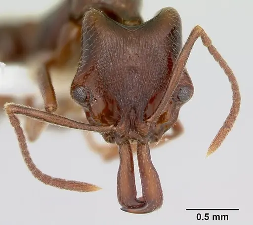 Anochetus pattersoni specimen CASENT0172609 image casent0172609_2