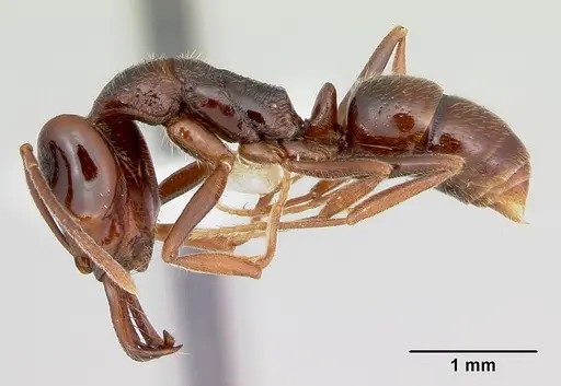 Anochetus pattersoni specimen CASENT0172609 image casent0172609_3