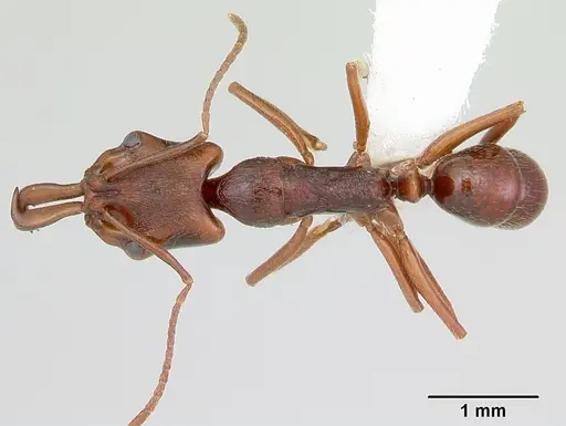 Anochetus pattersoni specimen CASENT0172610 image casent0172610_1