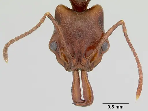 Anochetus pattersoni specimen CASENT0172610 image casent0172610_2