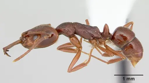 Anochetus pattersoni specimen CASENT0172610 image casent0172610_3