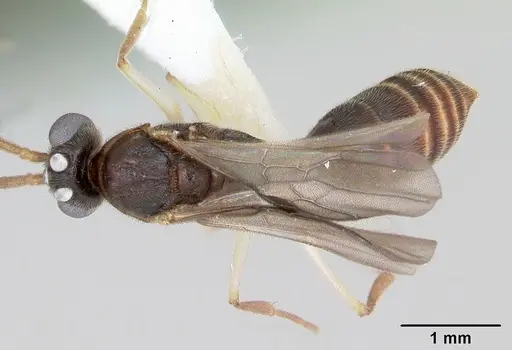 Anochetus pattersoni specimen CASENT0172611 image casent0172611_1