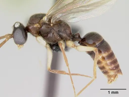 Anochetus pattersoni specimen CASENT0172611 image casent0172611_3