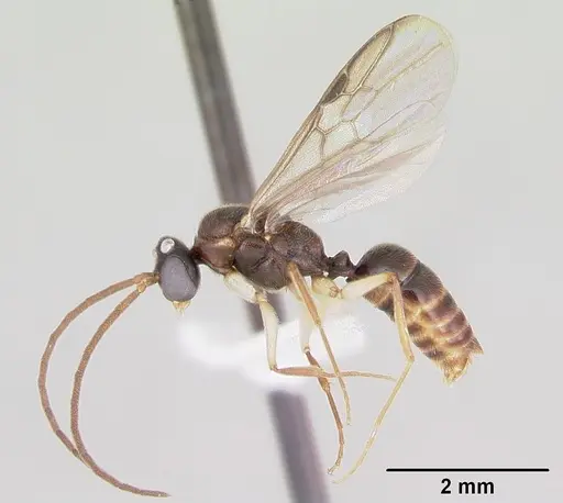 Anochetus pattersoni specimen CASENT0172611 image casent0172611_4