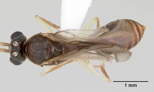 Anochetus pattersoni specimen CASENT0172617 image casent0172617_1