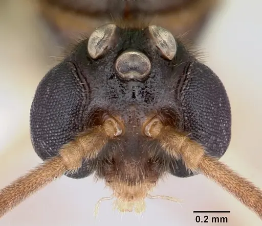 Anochetus pattersoni specimen CASENT0172617 image casent0172617_2