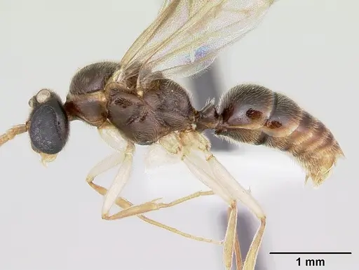 Anochetus pattersoni specimen CASENT0172617 image casent0172617_3