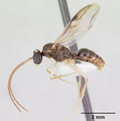 Anochetus pattersoni specimen CASENT0172617 image casent0172617_4