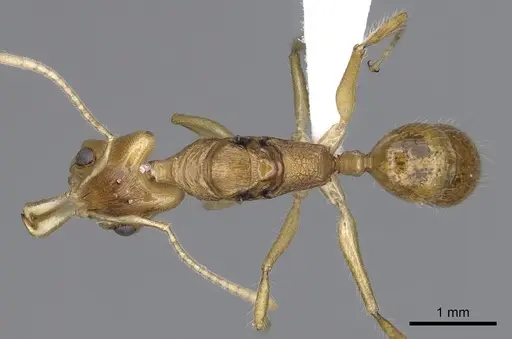 Anochetus pellucidus specimen CASENT0010767 image casent0010767_1