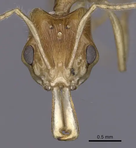 Anochetus pellucidus specimen CASENT0010767 image casent0010767_2