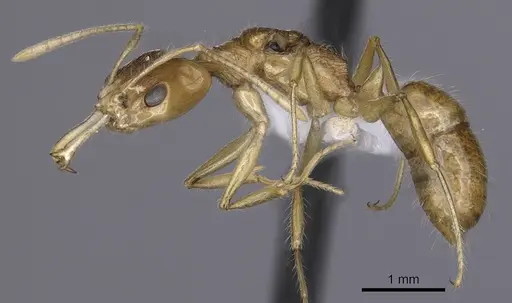 Anochetus pellucidus specimen CASENT0010767 image casent0010767_3
