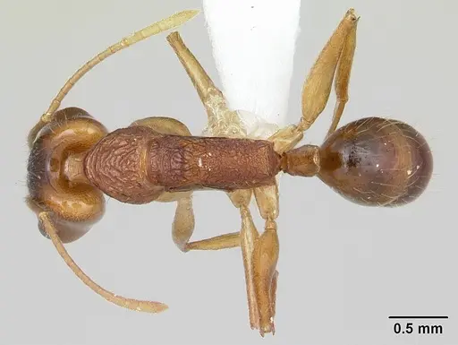 Anochetus pellucidus specimen CASENT0178260 image casent0178260_1