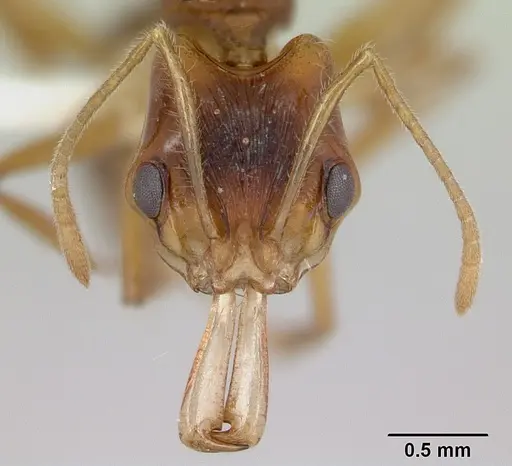 Anochetus pellucidus specimen CASENT0178260 image casent0178260_2