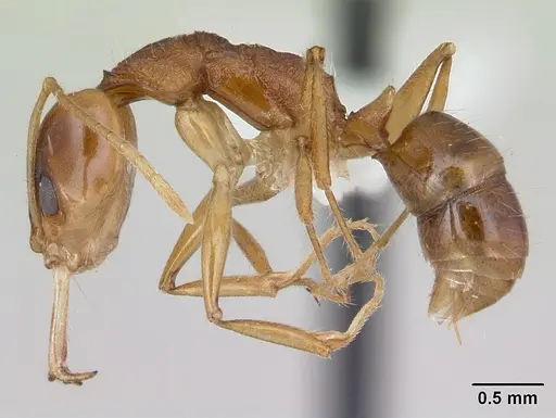 Anochetus pellucidus specimen CASENT0178260 image casent0178260_3