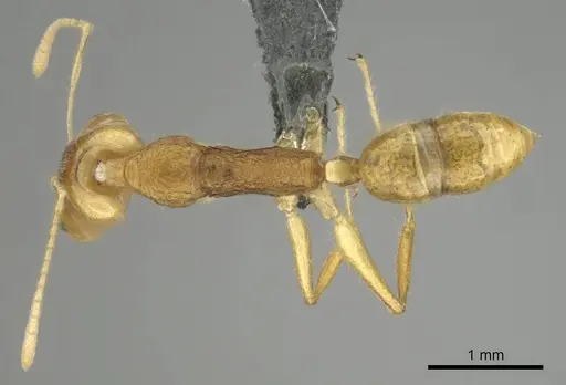 Anochetus pellucidus specimen CASENT0250073 image casent0250073_1