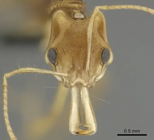 Anochetus pellucidus specimen CASENT0250073 image casent0250073_2