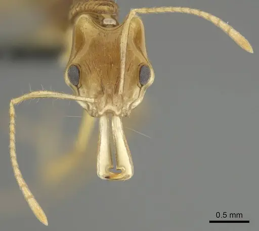 Anochetus pellucidus specimen CASENT0250073 image casent0250073_3