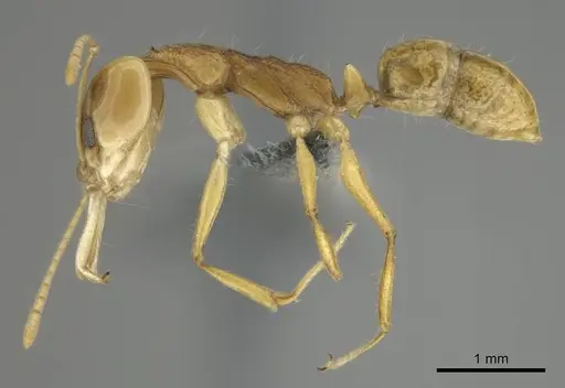 Anochetus pellucidus specimen CASENT0250073 image casent0250073_4
