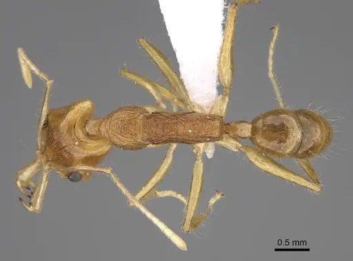 Anochetus pellucidus specimen CASENT0403592 image casent0403592_1