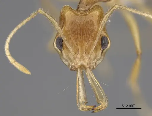 Anochetus pellucidus specimen CASENT0403592 image casent0403592_2
