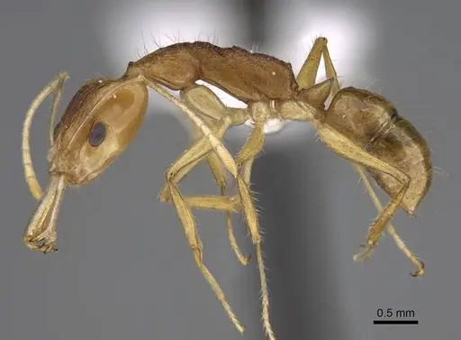 Anochetus pellucidus specimen CASENT0403592 image casent0403592_3