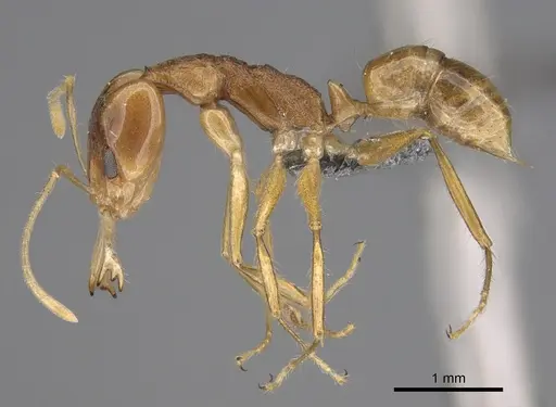 Anochetus pellucidus specimen CASENT0814954 image casent0814954_1