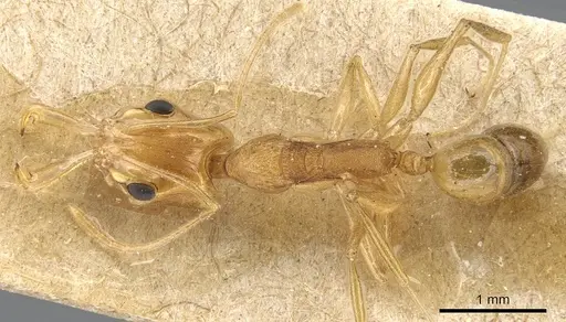 Anochetus pellucidus specimen CASENT0903982 image casent0903982_1