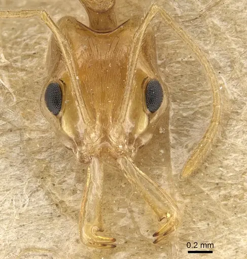Anochetus pellucidus specimen CASENT0903982 image casent0903982_2