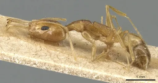 Anochetus pellucidus specimen CASENT0903982 image casent0903982_3