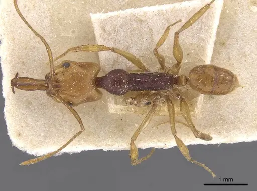 Anochetus pellucidus specimen CASENT0915165 image casent0915165_1