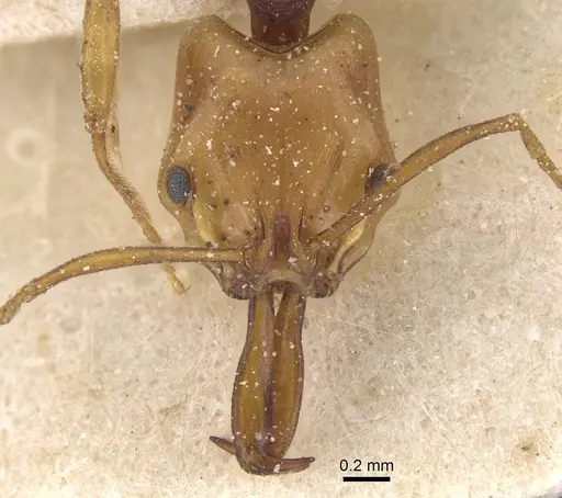 Anochetus pellucidus specimen CASENT0915165 image casent0915165_2